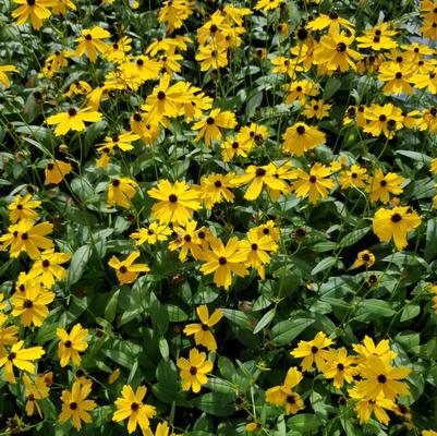 Coreopsis palustris 'Summer Sunshine' swamp tickseed from North Creek Nurseries