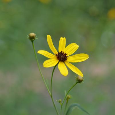 Coreopsis tripteris 'Gold Standard'