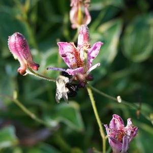 Tricyrtis formosana 'Gilt Edge' toadlily from North Creek Nurseries