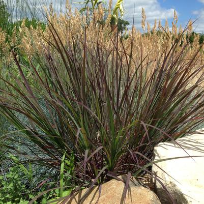 big bluestem