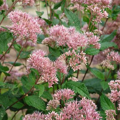 Eupatorium dubium 'Little Joe' Joe Pye weed from North Creek Nurseries