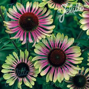 Echinacea purpurea Green Twister