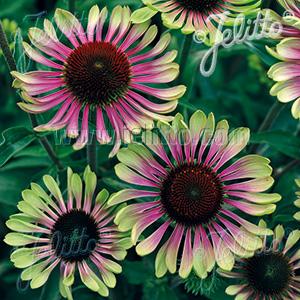 Echinacea purpurea 'Green Twister'