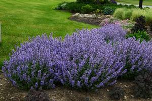 Nepeta × faassenii 'Purrsian Blue'