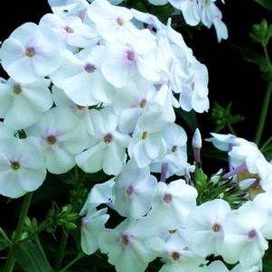 phlox