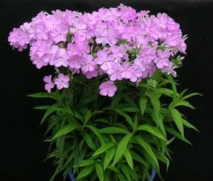 Phlox Earlibeauty® 'Rose Bouquet' phlox from North Creek Nurseries