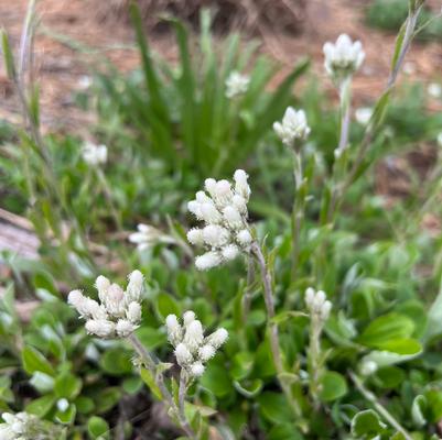 Antennaria plantaginifolia '' pussytoes from North Creek Nurseries