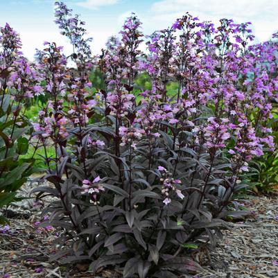 Penstemon 'Blackbeard' beardtongue from North Creek Nurseries