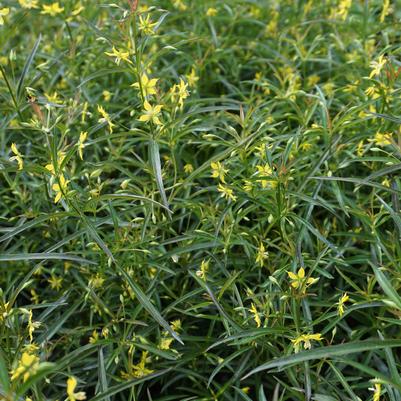 Lysimachia lanceolata 'Burgundy Mist' lance-leaved loosestrife from North Creek Nurseries