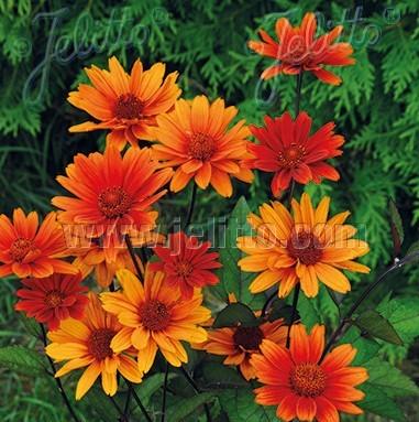 Heliopsis helianthoides var. scabra 'Bleeding Hearts' smooth oxeye from North Creek Nurseries