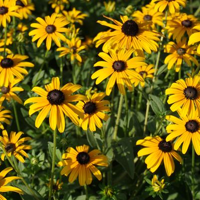 Rudbeckia fulgida var. deamii '' Deam's coneflower from North Creek Nurseries