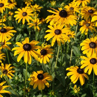 Rudbeckia Fulgida Var Sullivantii Goldsturm Orange Coneflower From Rudbeckia Fulgida Var Sullivantii Goldsturm Orange Coneflower From
