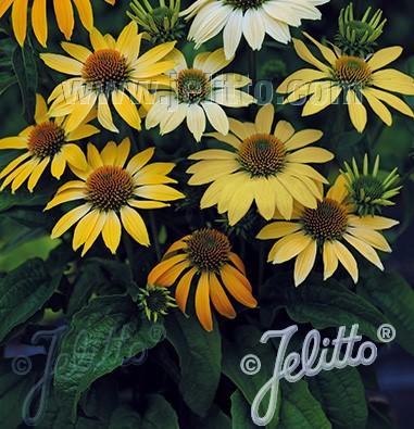 Echinacea purpurea 'Mellow Yellows' purple coneflower from North Creek Nurseries