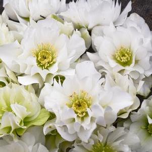 Lenten rose