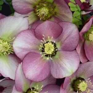 Lenten rose