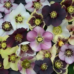 Lenten rose