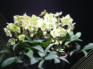 Lenten rose