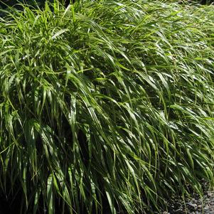 Hakonechloa macra '' Hakone grass from North Creek Nurseries