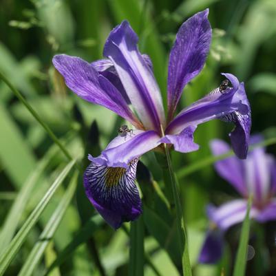 Iris versicolor 'Purple Flame'