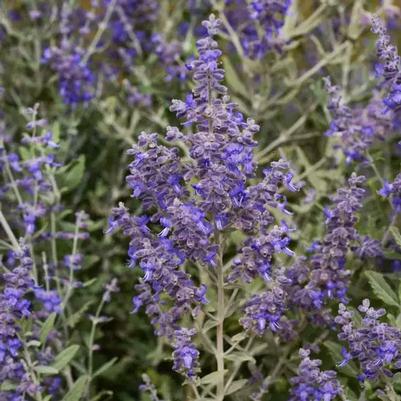 Perovskia atriplicifolia 'Blue Steel' Russian sage from North Creek Nurseries