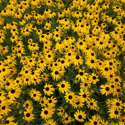 Rudbeckia 'American Gold Rush' orange coneflower from North Creek Nurseries