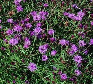 ironweed