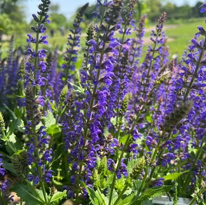Salvia nemorosa SALLYROSA™ April Night