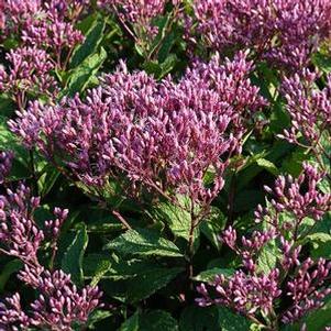 Image of Eupatorium purpureum flowers purple clustered in terminal panicles