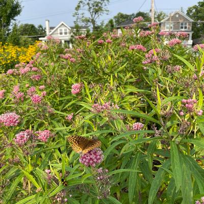 Asclepias incarnata Cinderella