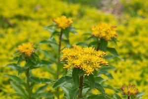Sedum aizoon 'Euphorbioides' stonecrop from North Creek Nurseries