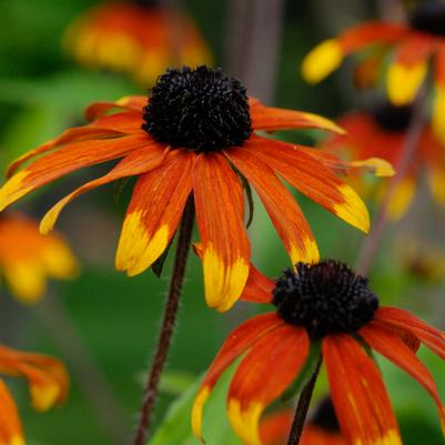 Rudbeckia triloba Prairie Glow