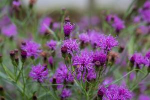 ironweed