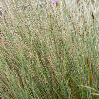 Schizachyrium littorale