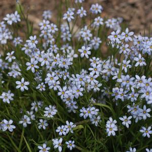 Sisyrinchium angustifolium 'Suwannee' blue-eyed grass from North Creek Nurseries