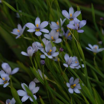 Sisyrinchium nashii Suwannee