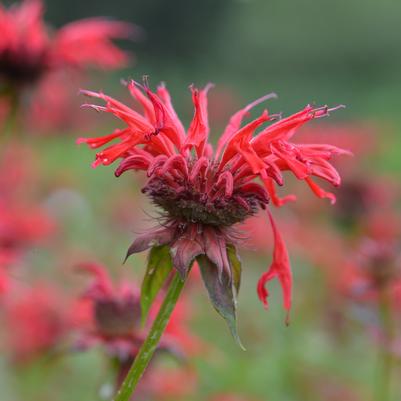 Monarda 'Gardenview Scarlet' beebalm from North Creek Nurseries