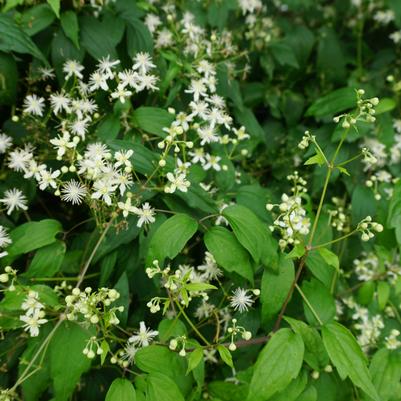 Clematis virginiana '' old man's beard from North Creek Nurseries