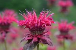 Monarda 'Judith's Fancy Fuchsia' beebalm from North Creek Nurseries