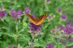 Monarda 'Purple Rooster' beebalm from North Creek Nurseries