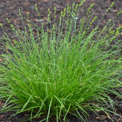 Carex rosea '' rosy sedge from North Creek Nurseries