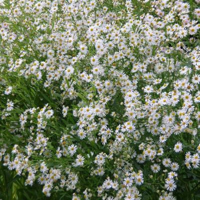 Boltonia asteroides 