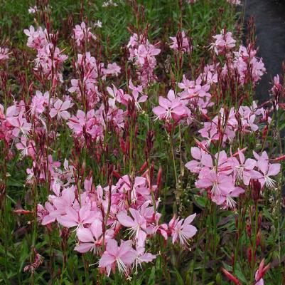 Gaura lindheimeri Siskiyou Pink