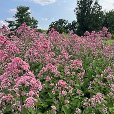 Eupatorium fistulosum JoJo