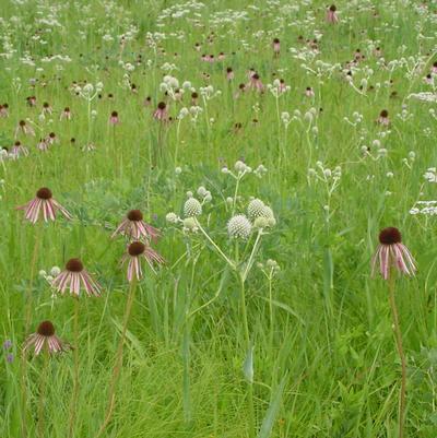 Echinacea pallida 