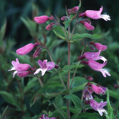 Penstemon smallii 