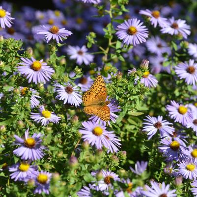 Aster oblongifolius Twilight Sky
