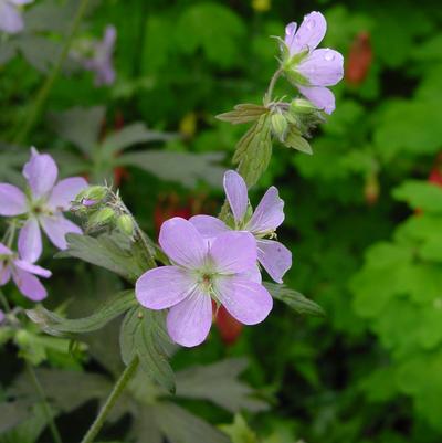 Geranium maculatum Espresso - cranesbill