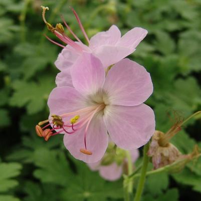 Geranium macrorrhizum Ingwersen's Variety - bigroot geranium