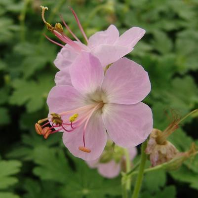 bigroot geranium