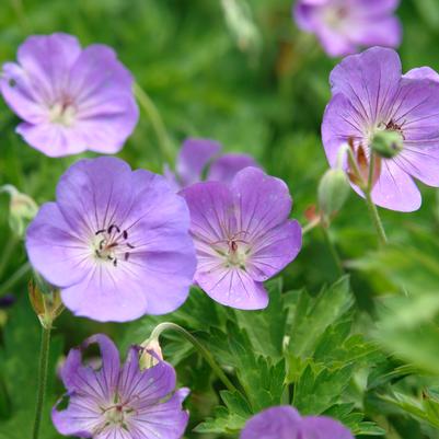 Geranium Rozanne - cranesbill